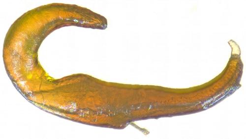 Réf. 274 159 : Otiorhynchus arcticus jugicola